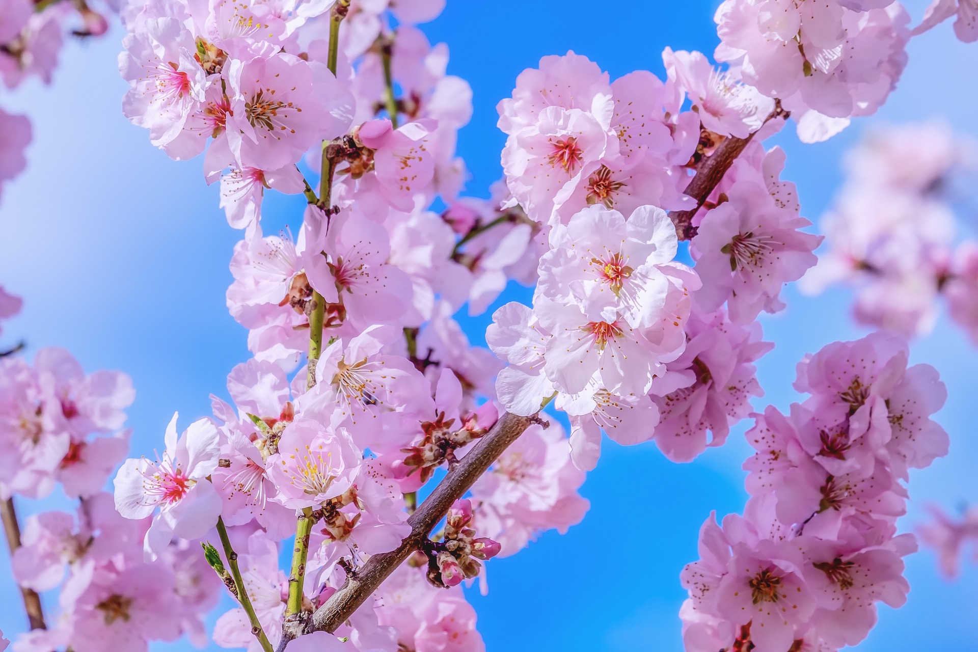 背景を桜にリニューアルしました