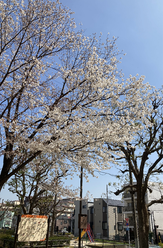 桜咲く（足立区）