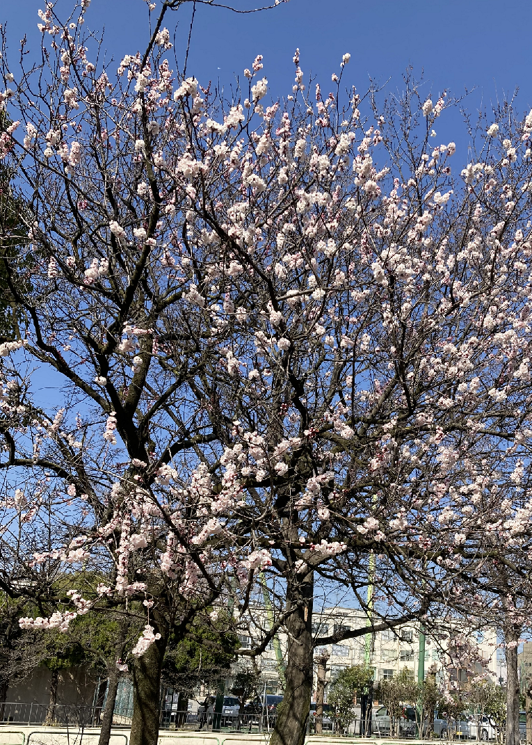 もう春ですね（お彼岸）