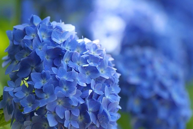 ホームページの背景をリニューアル（紫陽花に）しました