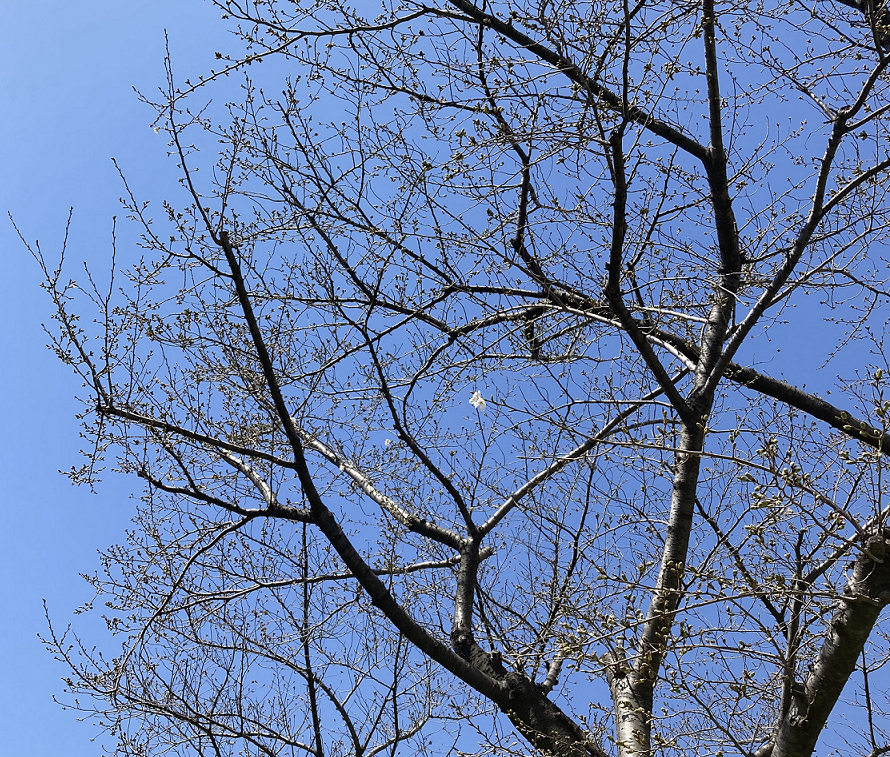 桜が咲きました！（近所）
