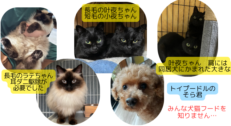保護依頼次々と！