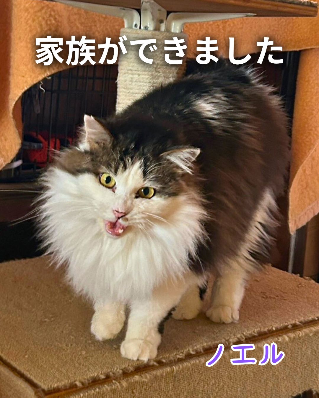 ノエルに家族ができました