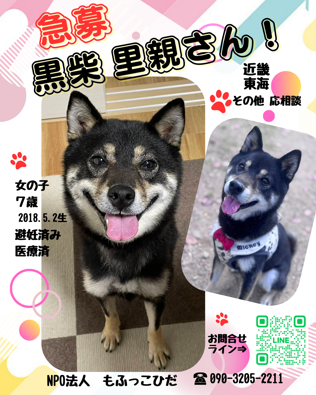 【超緊急！黒柴里親さん募集！】