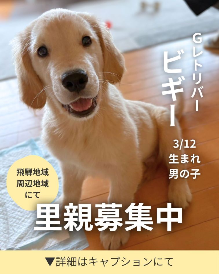 ビギーの里親募集を開始します！