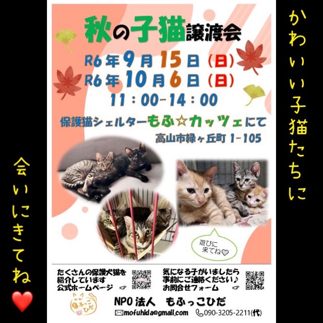 明日は秋の子猫譲渡会♪