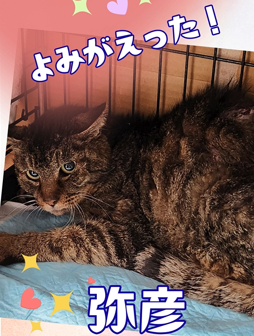 よみがえった弥彦！