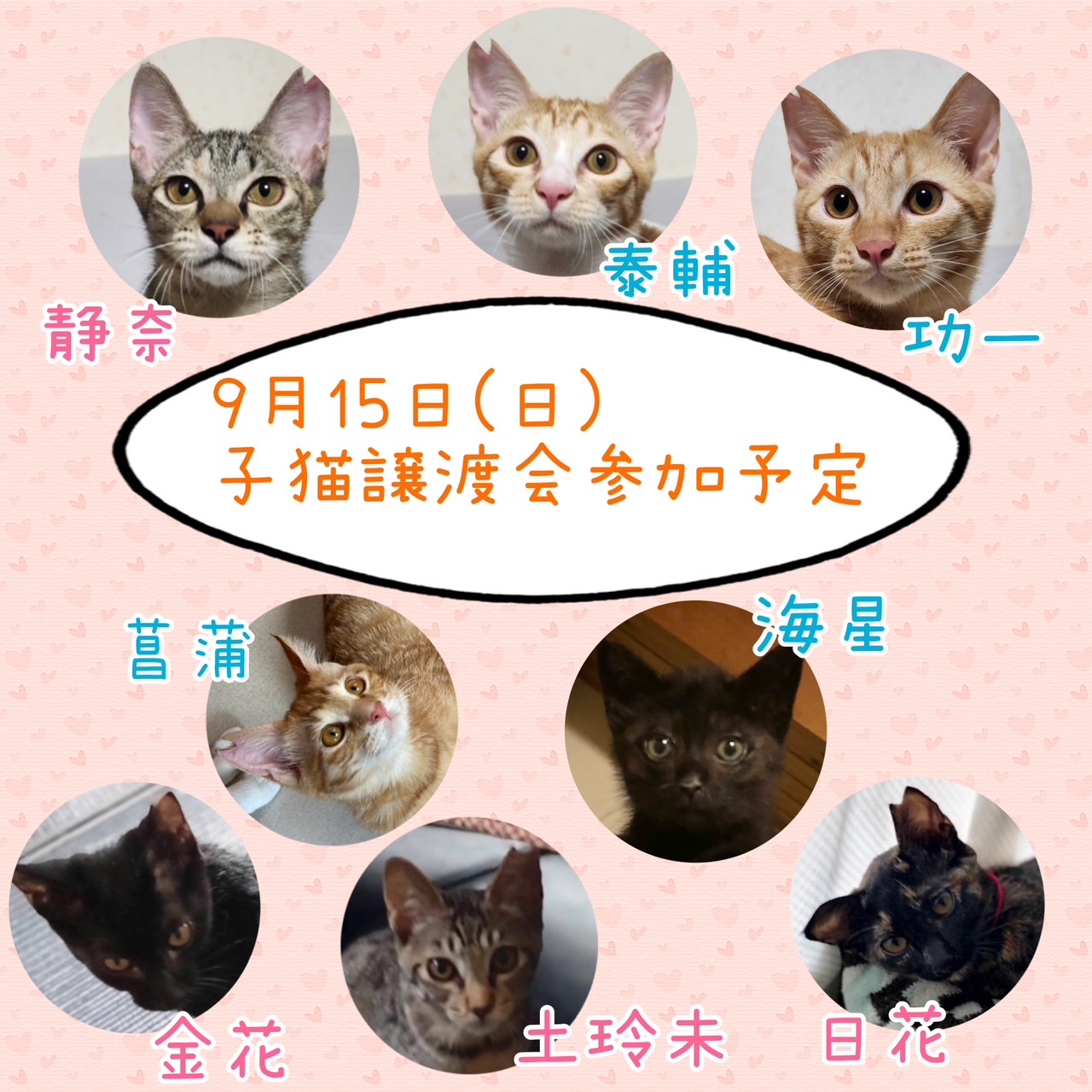 ☆明日は子猫譲渡会☆
