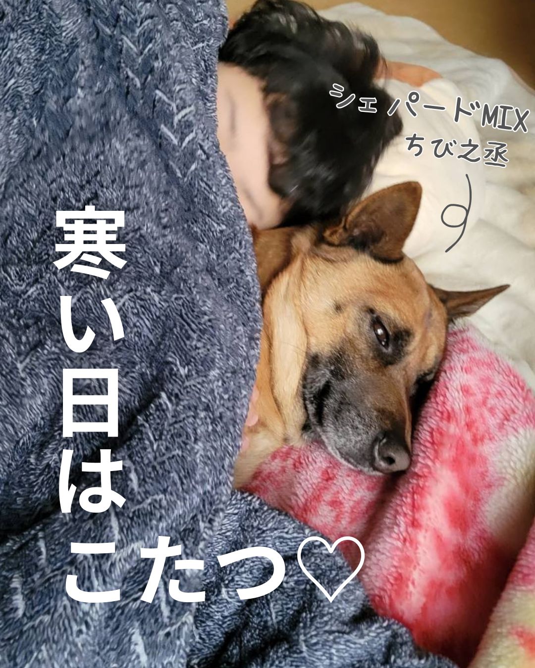 シェパードミックス　里親さん募集！
