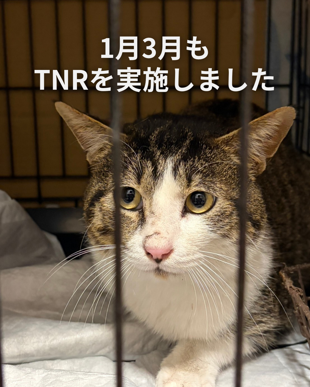 1月3月もTNRを実施しました