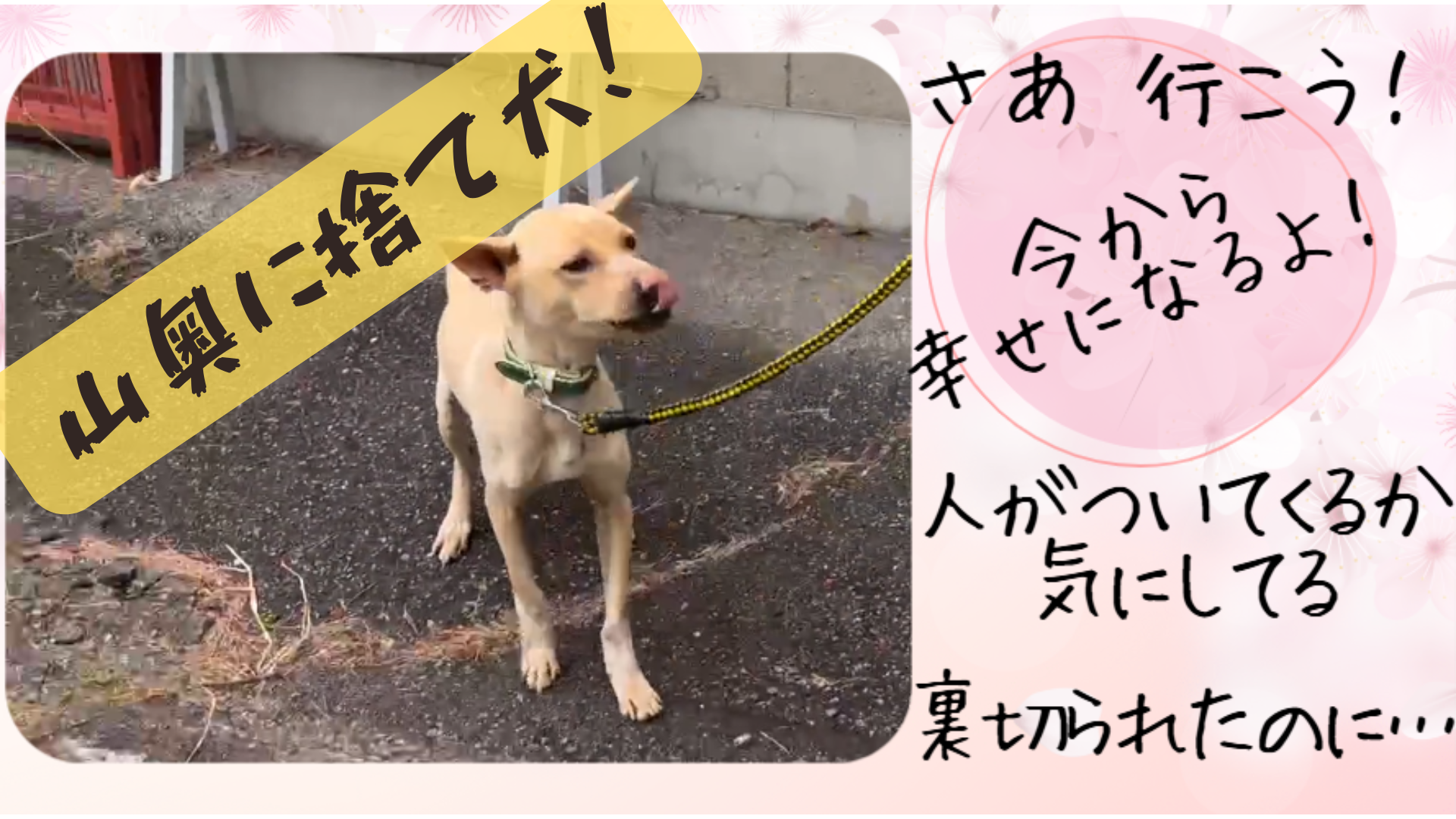 ！山の中に捨て犬！