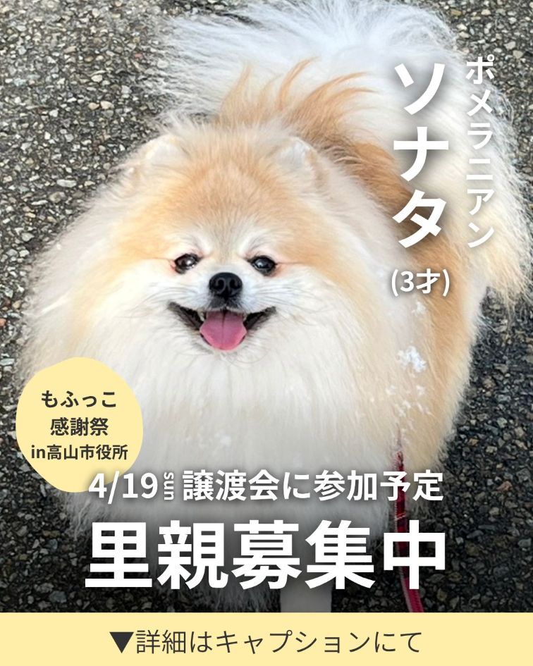 譲渡会参加　ソナタのご紹介♪