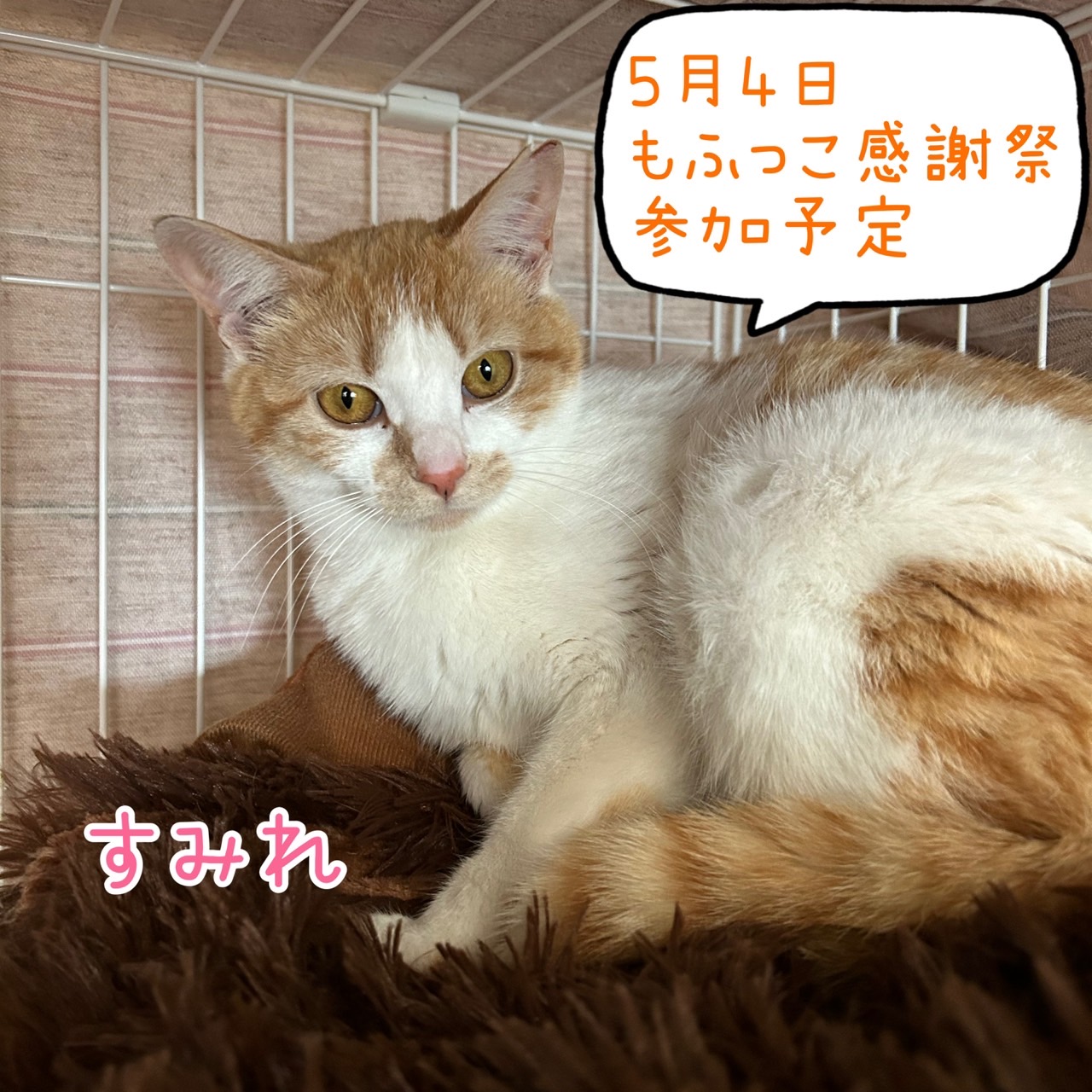 譲渡会参加予定♡すみれ