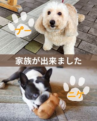 プー・ニケ 幸せご報告♡