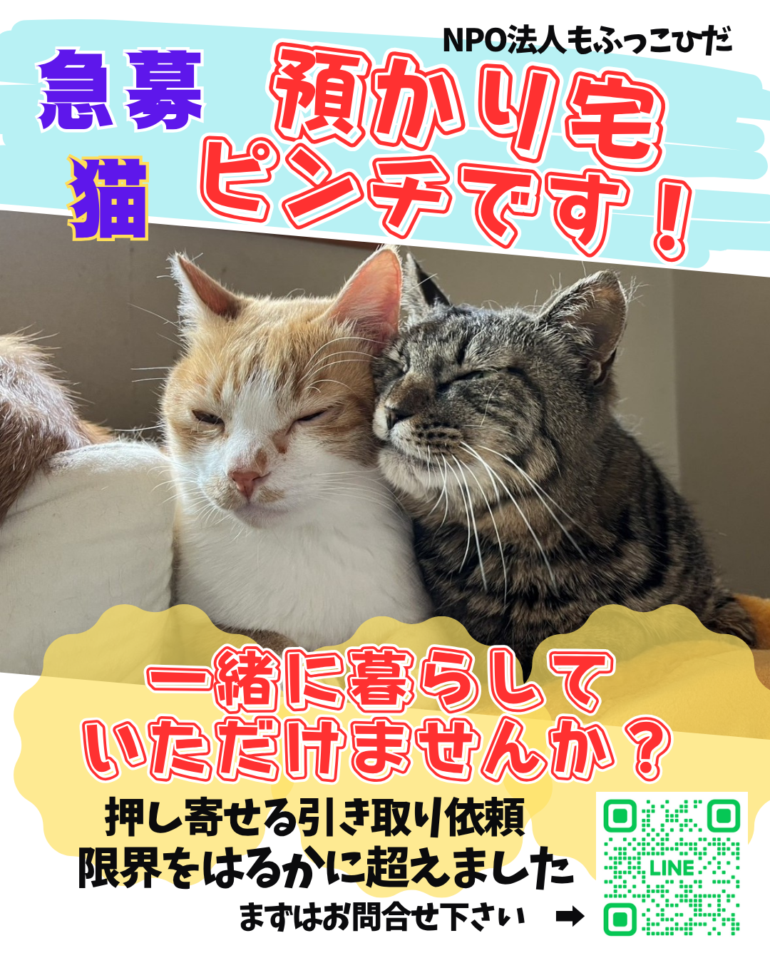 【緊急　猫　預かり宅募集！します】