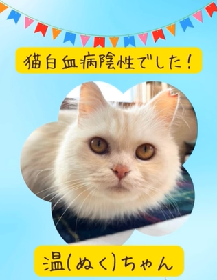 温(ぬく)ちゃん、白血病陰性が確認できました！