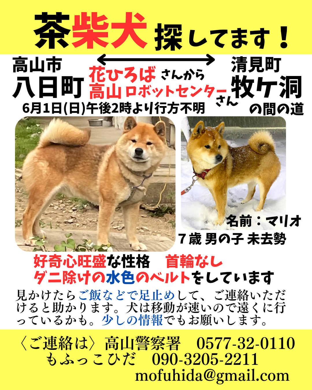 無事にお家に帰れました！【緊急】柴犬探しています！
