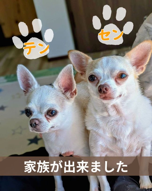 チワワのテンとセン　幸せご報告♡