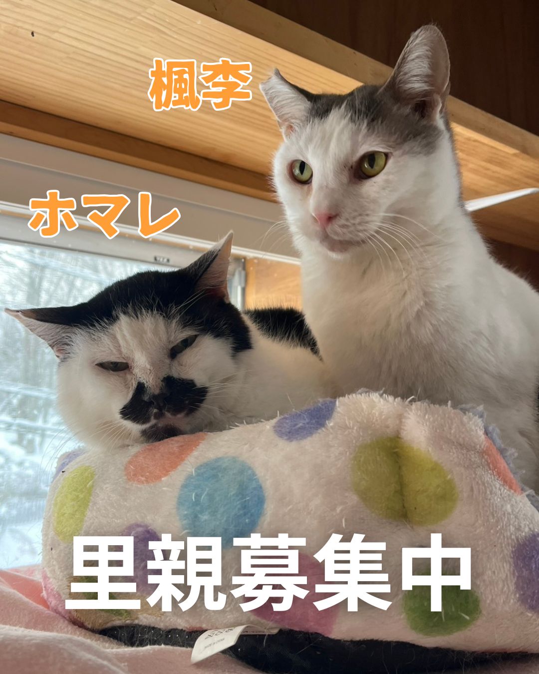 2.22 猫の日