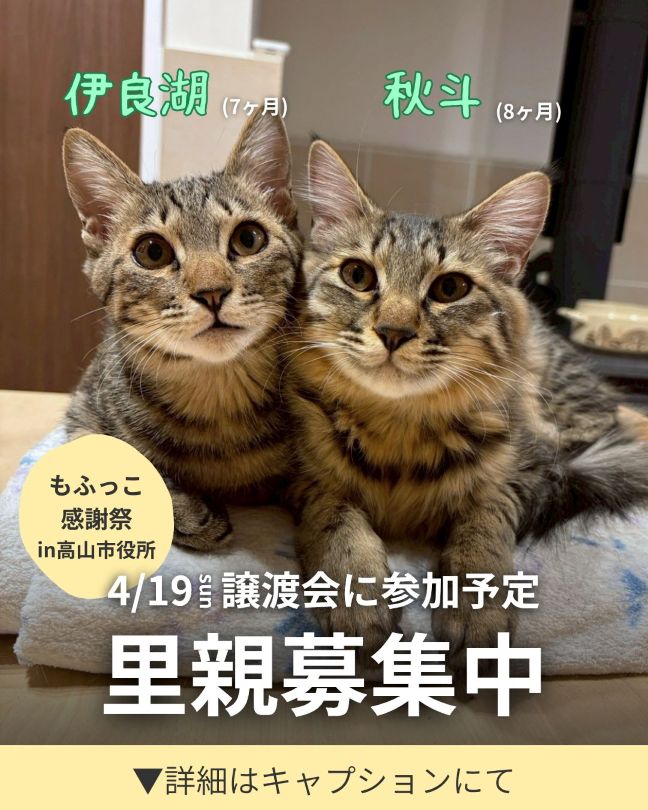 譲渡会参加予定　伊良湖と秋斗♪