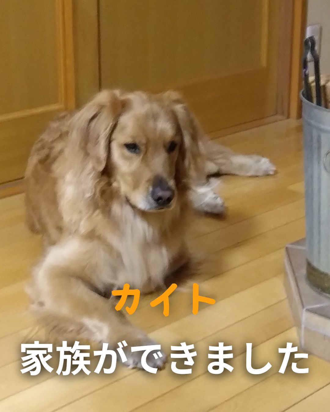 カイトくんに家族ができました