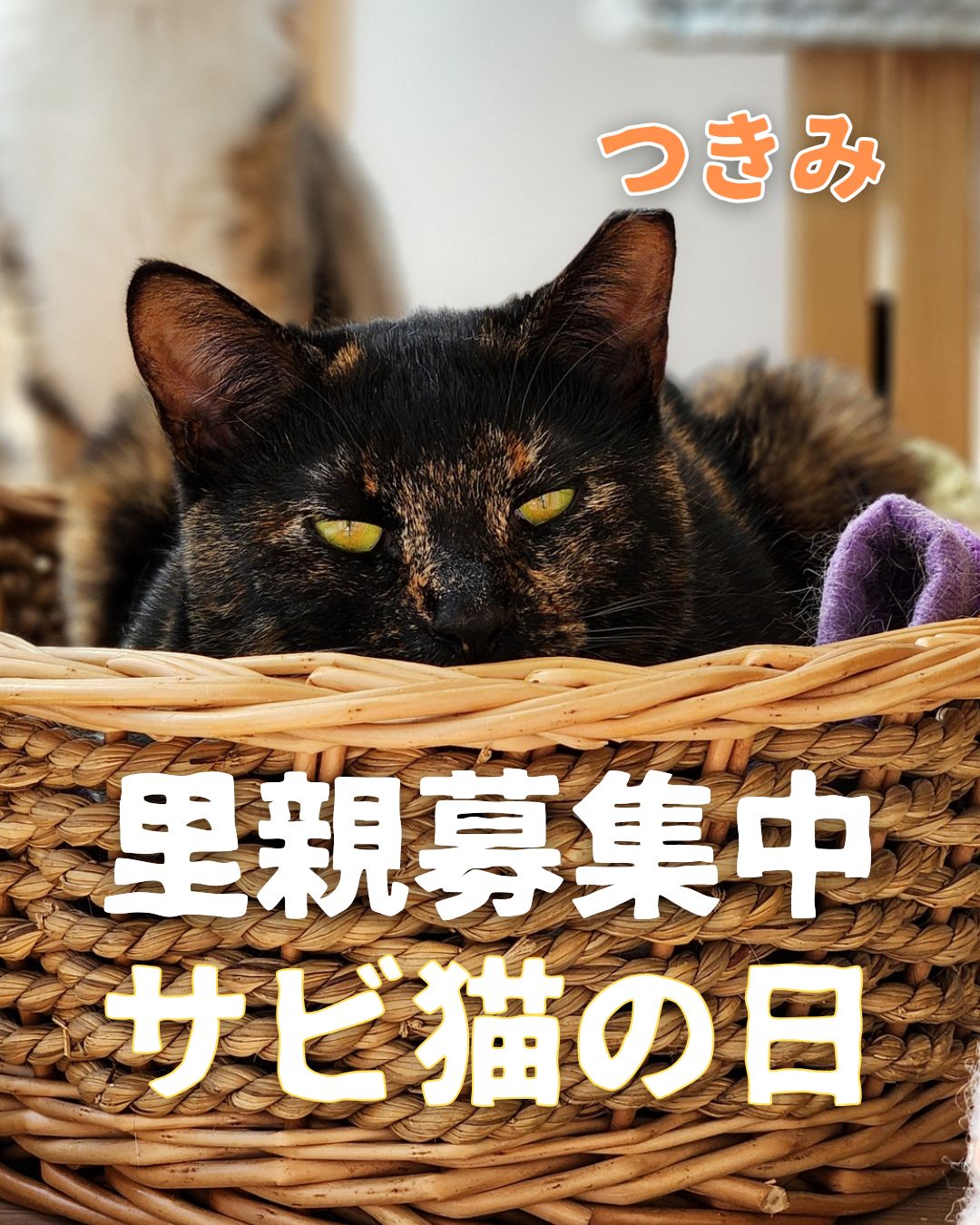 = 3月1日はサビ猫の日 =