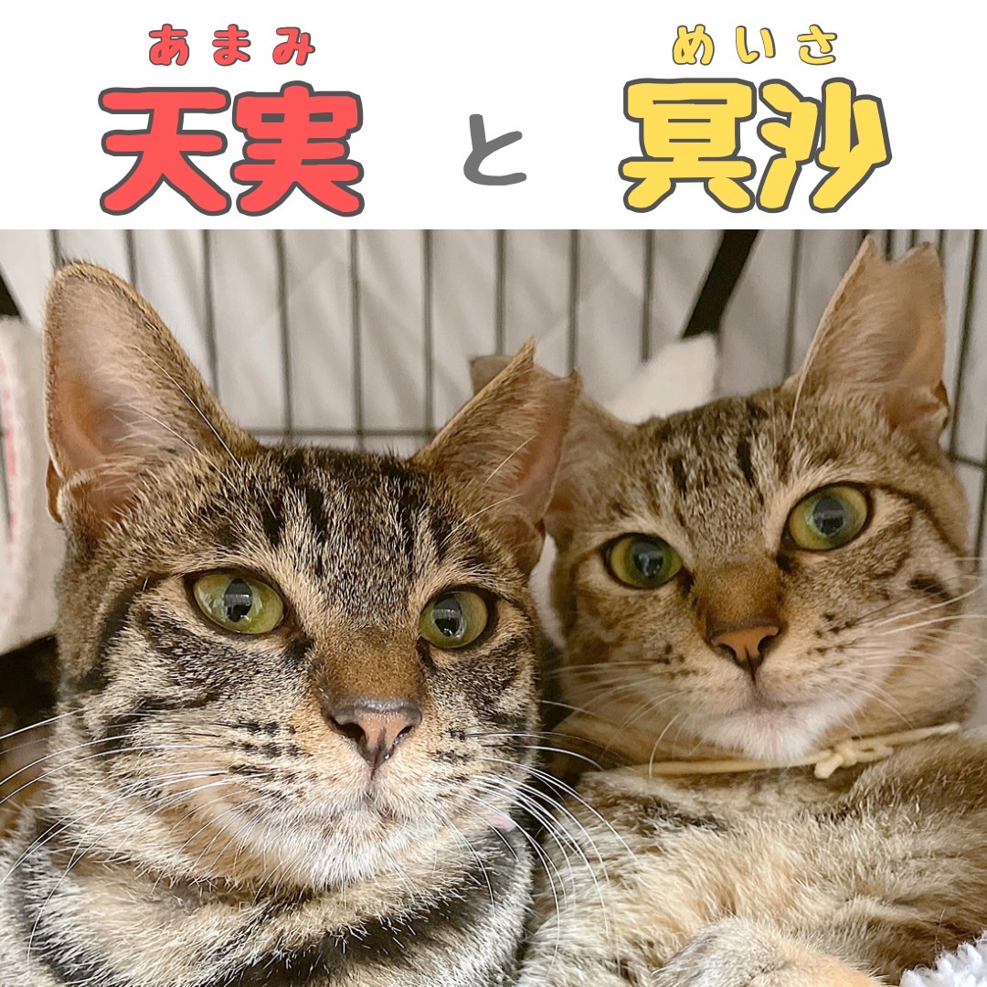 〇天実と冥沙〇里親さん募集中♪