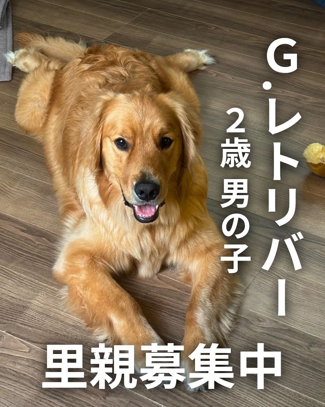 ゴールデンレトリバーのカイトのご紹介