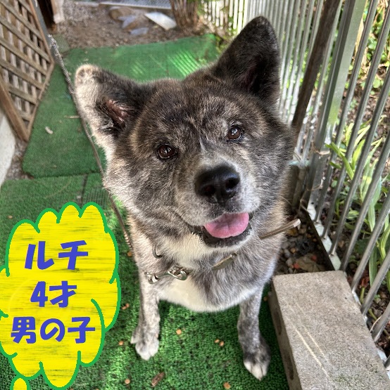 ★秋田犬里親募集！　元気いっぱいになりました★