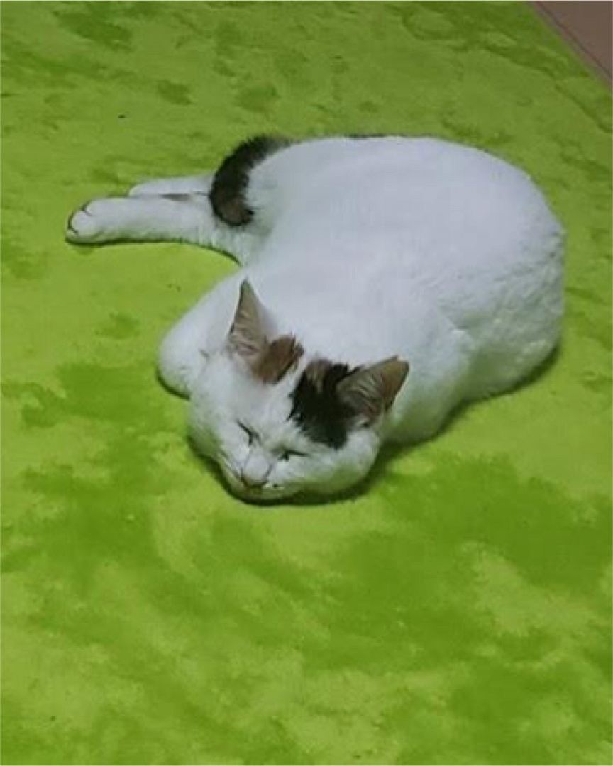 かんな