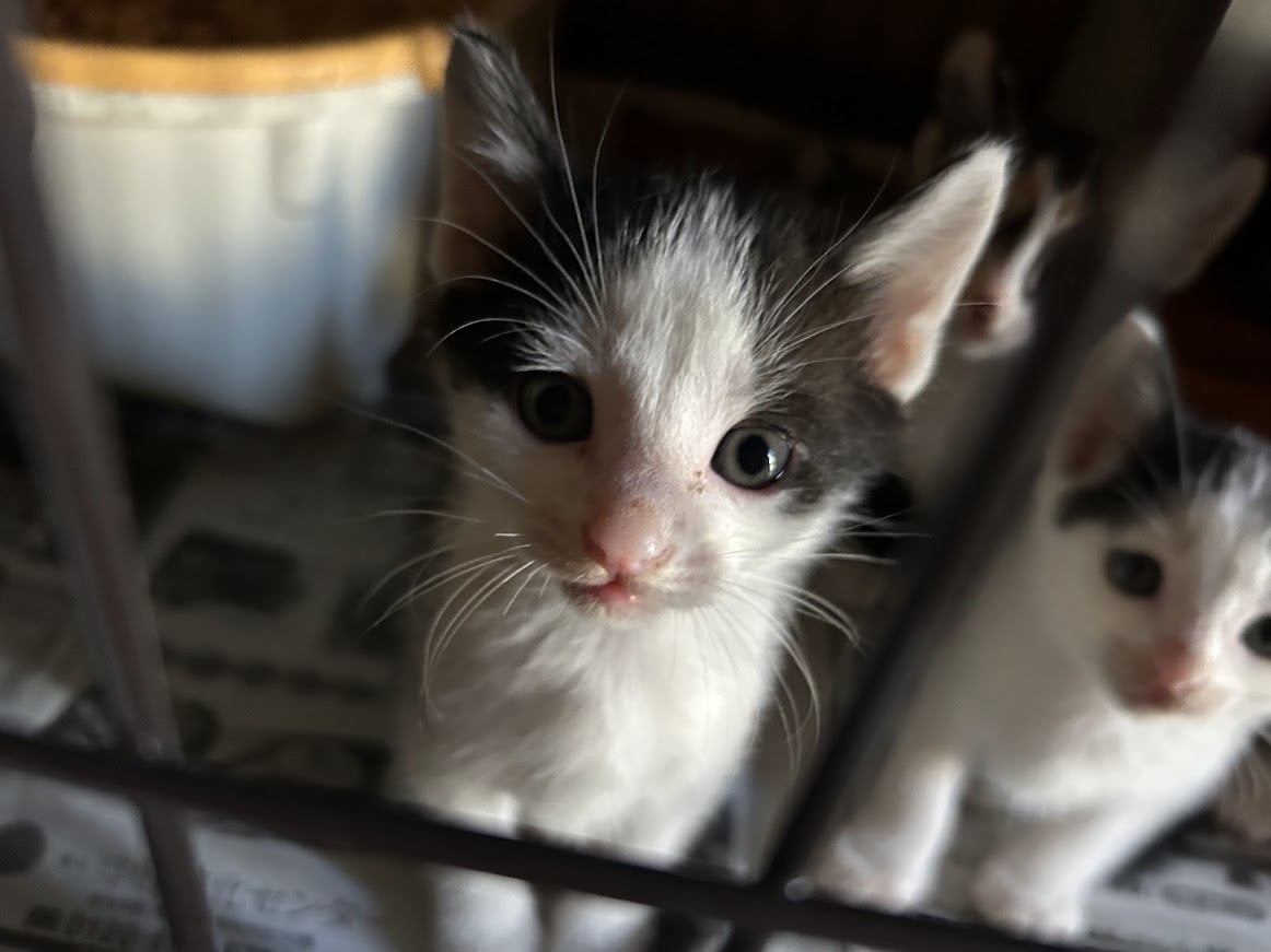 ＊子猫が渋滞中！