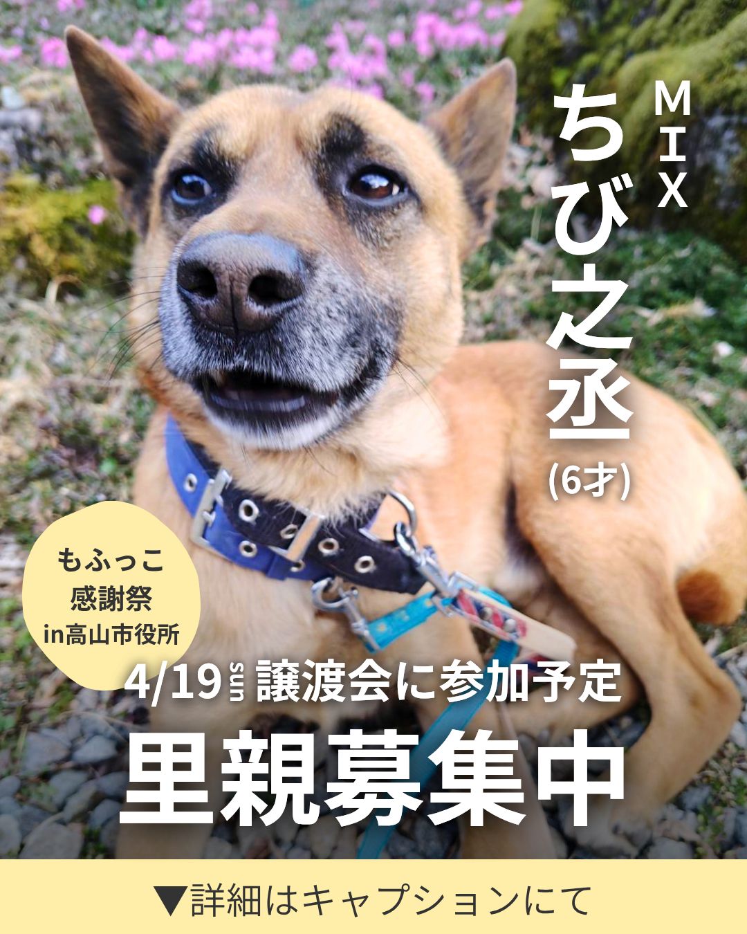 譲渡会参加　ちび之丞のご紹介♪