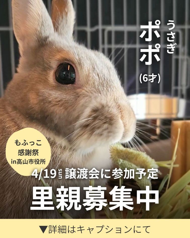 譲渡会参加　ポポの紹介♪