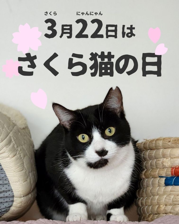 さくら猫の日