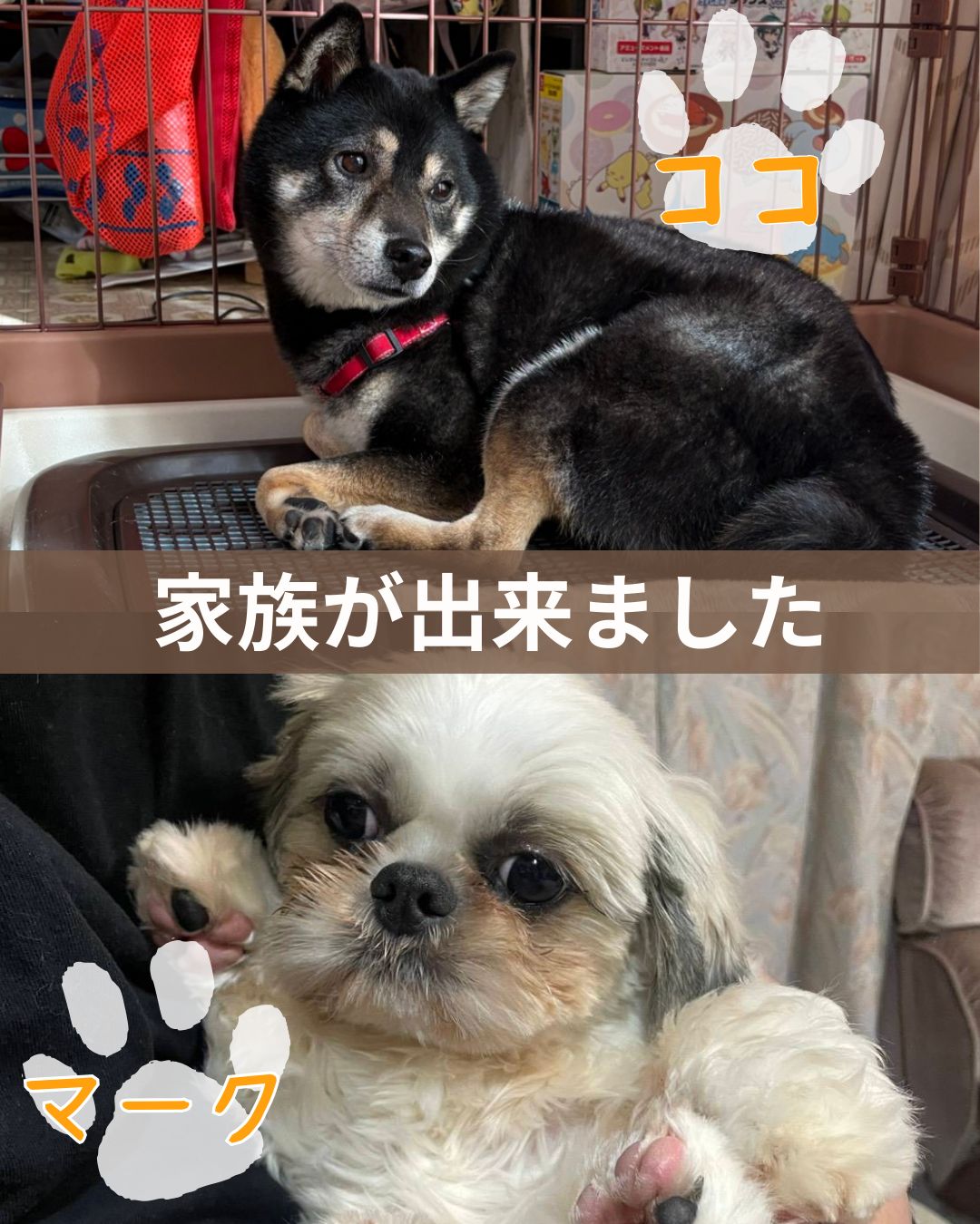 ココとマークに家族ができました♡