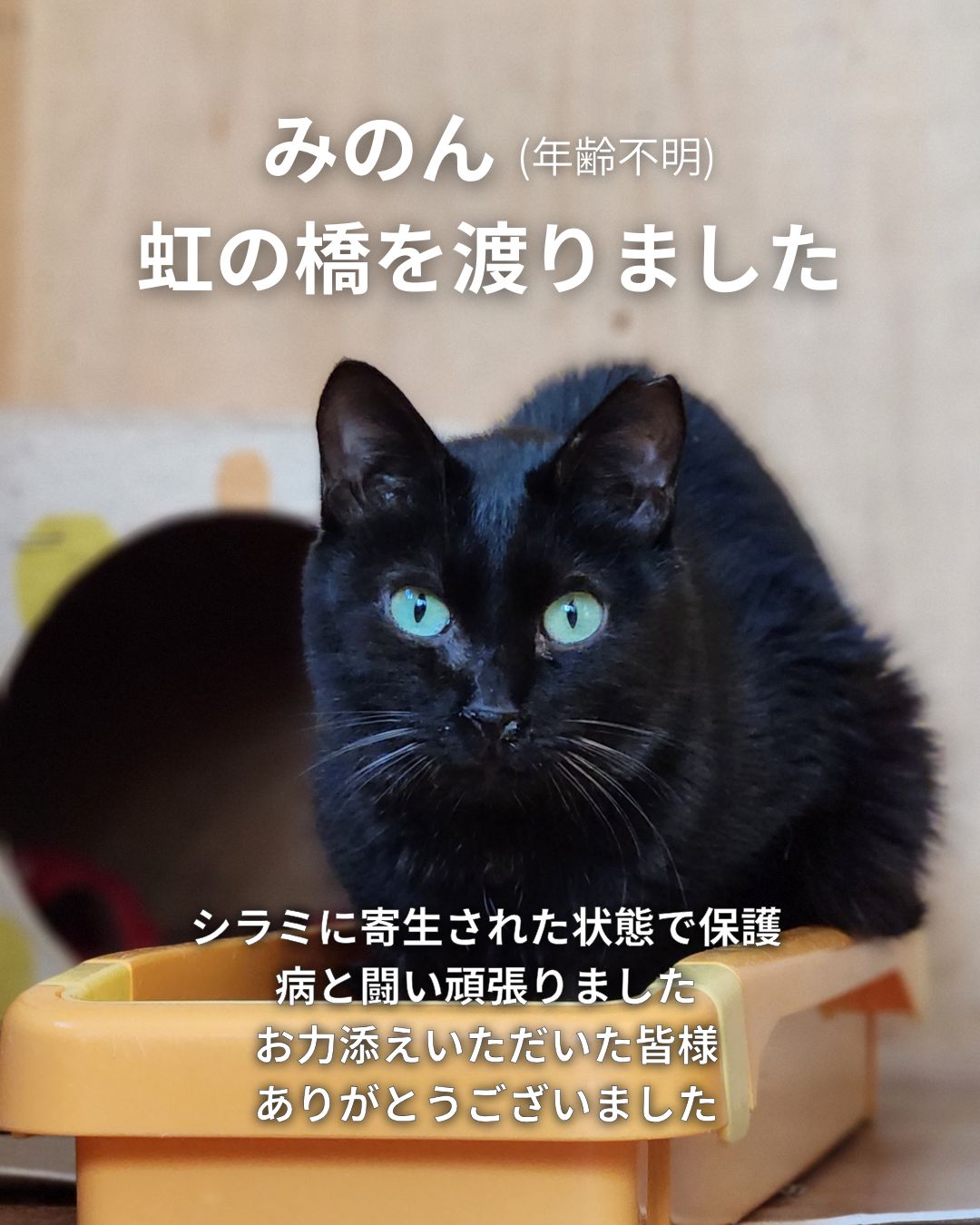 みのんが旅立ちました