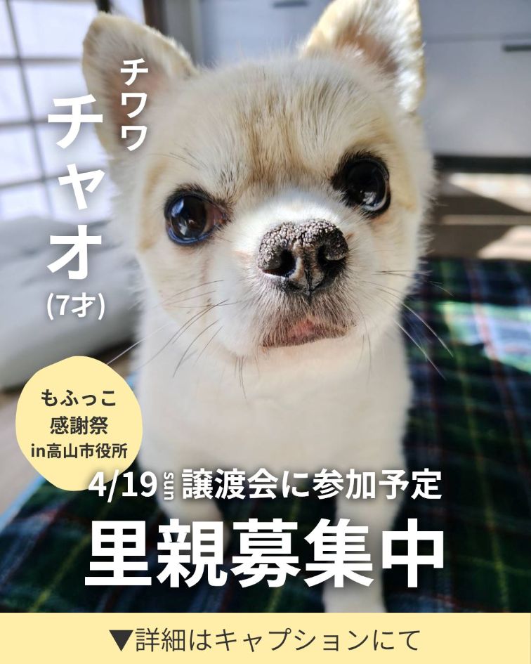 譲渡会参加　チャオのご紹介♪