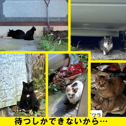 飼い主を待ち続ける猫たち