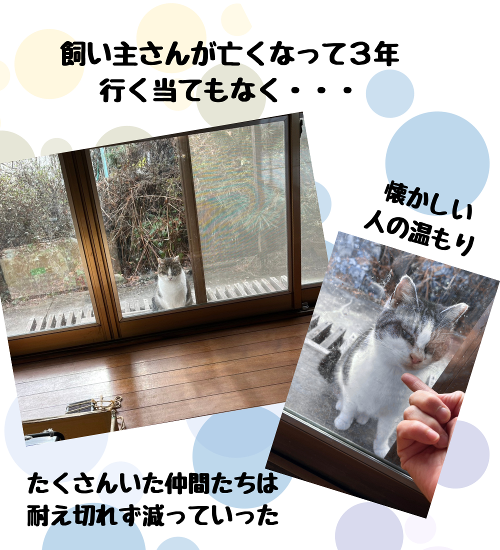 ＊TNR…だけでは足らない…現実