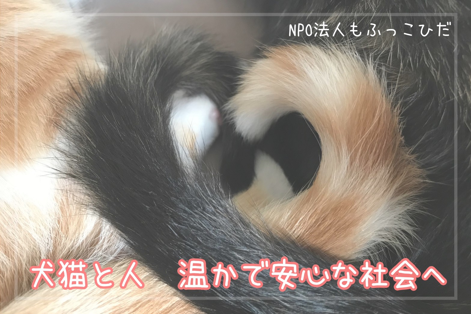 サイトマップ 犬と猫の相談室 Npo法人もふっこひだ 岐阜県 サイトマップ 犬と猫の相談室 Npo法人もふっこひだ 岐阜県
