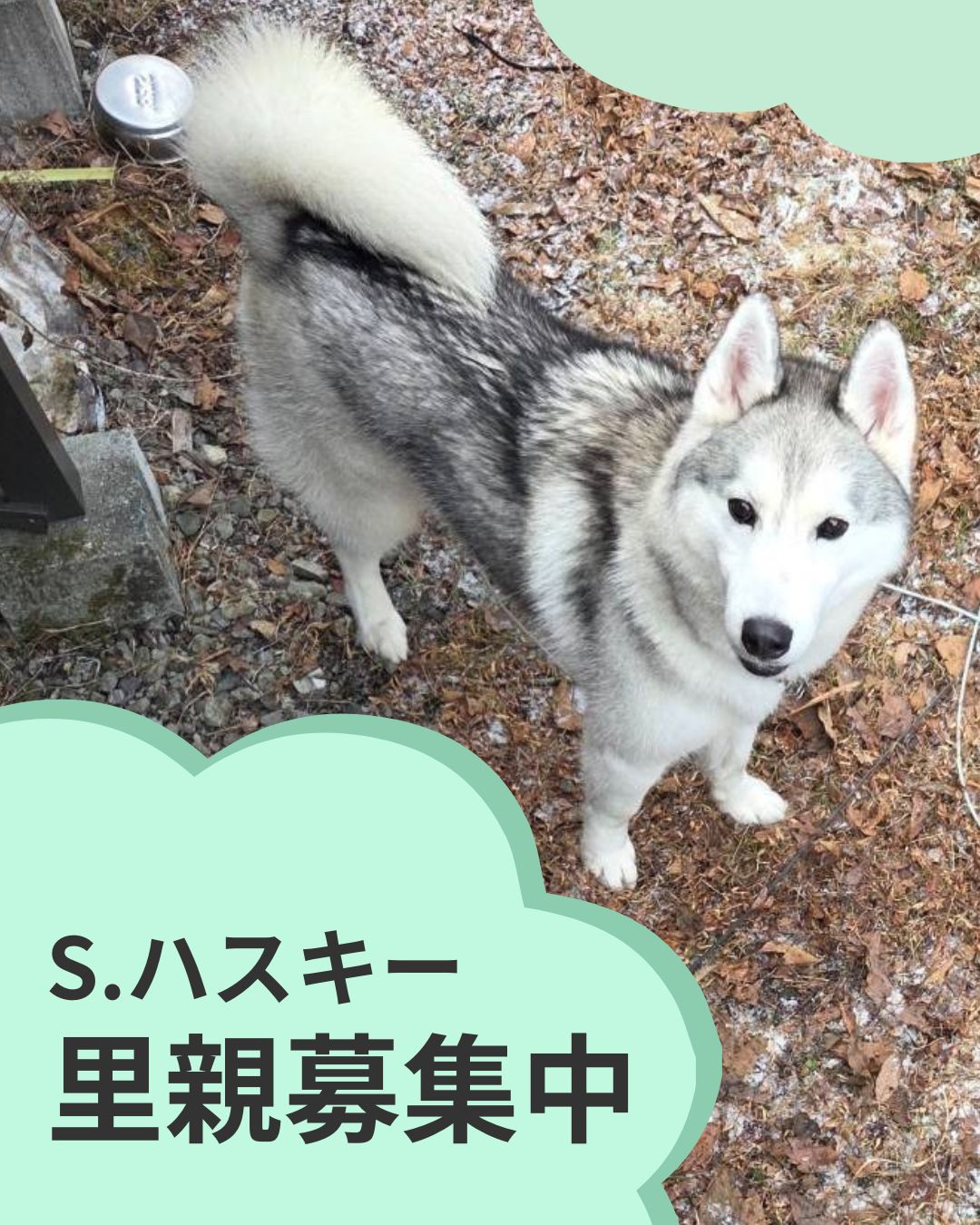 シベリアンハスキーのランボーのご紹介