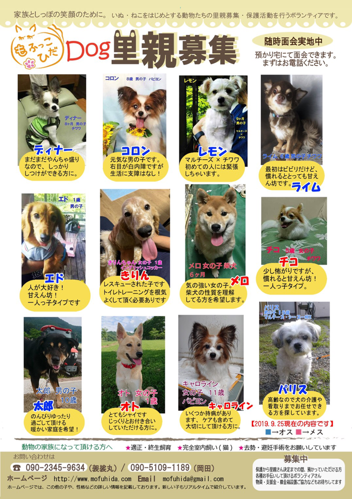 明日29日譲渡会 ワンコ 一覧できました 犬と猫の相談室 Npo法人もふっこひだ 岐阜県 明日29日譲渡会 ワンコ 一覧できました 犬と猫の相談室 Npo法人もふっこひだ 岐阜県