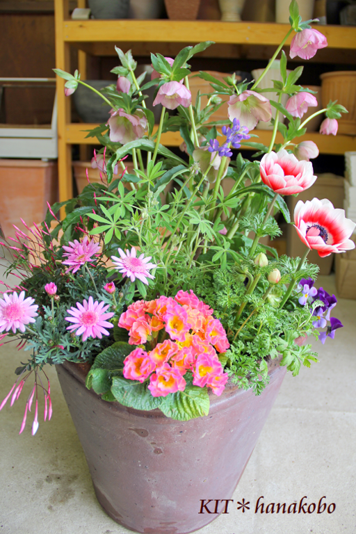 春の寄せ植え ハンギングバスケット 寄せ植えのkit 花工房 広島県福山市 春の寄せ植え ハンギングバスケット 寄せ植えのkit 花工房 広島県福山市