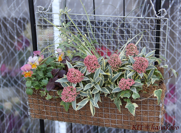 寄せ植え　花■大人可愛いバスケット 楽天市場】【最短☆翌日配達 14時〆】 季節のおまかせ花鉢と