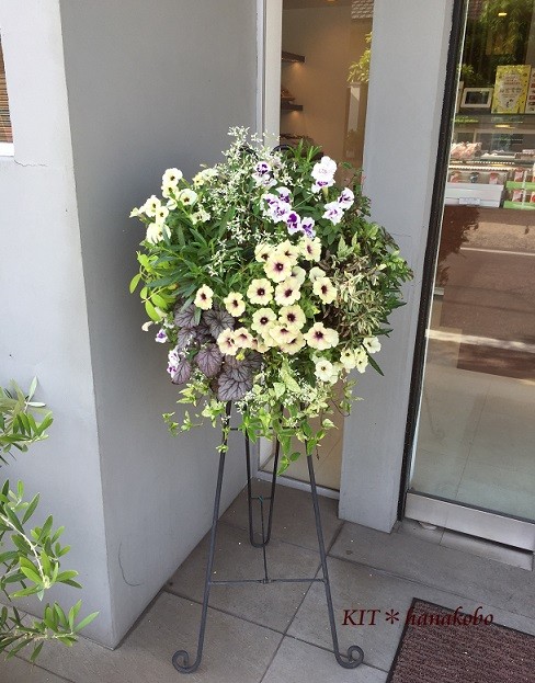 ペチュニアのハンギングバスケット ハンギングバスケット 寄せ植えのkit 花工房 広島県福山市 ペチュニアのハンギングバスケット ハンギングバスケット 寄せ植えのkit 花工房 広島県福山市