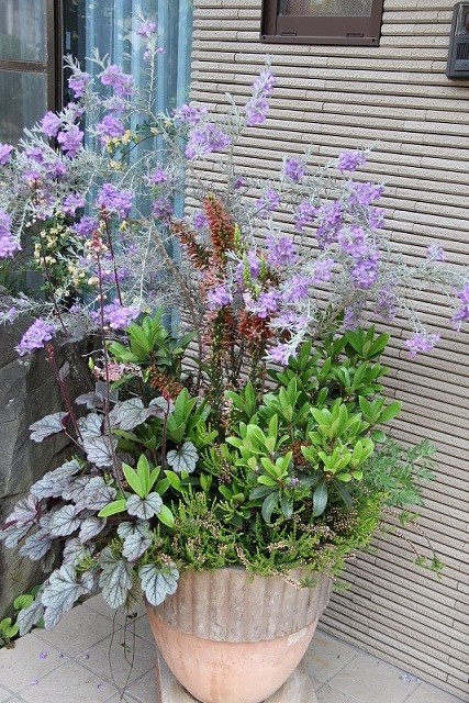 エレモフィラ ニベアの成長 ハンギングバスケット 寄せ植えのｋｉｔ 花工房 広島県福山市