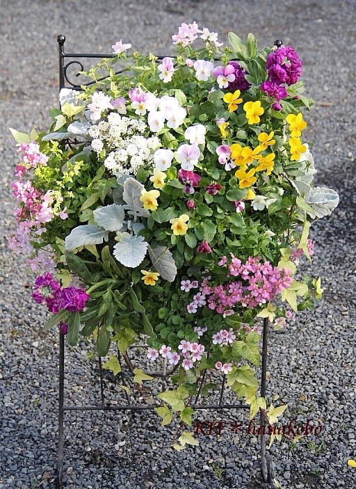 ビオラとハボタンのハンギングバスケット ハンギングバスケット 寄せ植えのkit 花工房 広島県福山市 ビオラとハボタンのハンギングバスケット ハンギングバスケット 寄せ植えのkit 花工房 広島県福山市