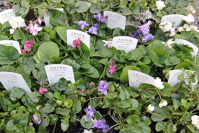 ニオイスミレで癒されましょう ハンギングバスケット 寄せ植えのkit 花工房 広島県福山市 ニオイスミレで癒されましょう ハンギングバスケット 寄せ植えのkit 花工房 広島県福山市