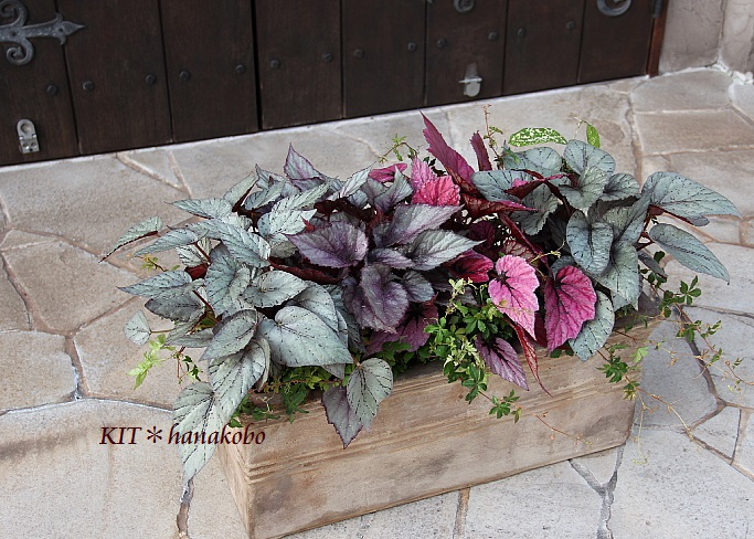 レックスベゴニアで ハンギングバスケット 寄せ植えのkit 花工房 広島県福山市 レックスベゴニアで ハンギングバスケット 寄せ植えのkit 花工房 広島県福山市