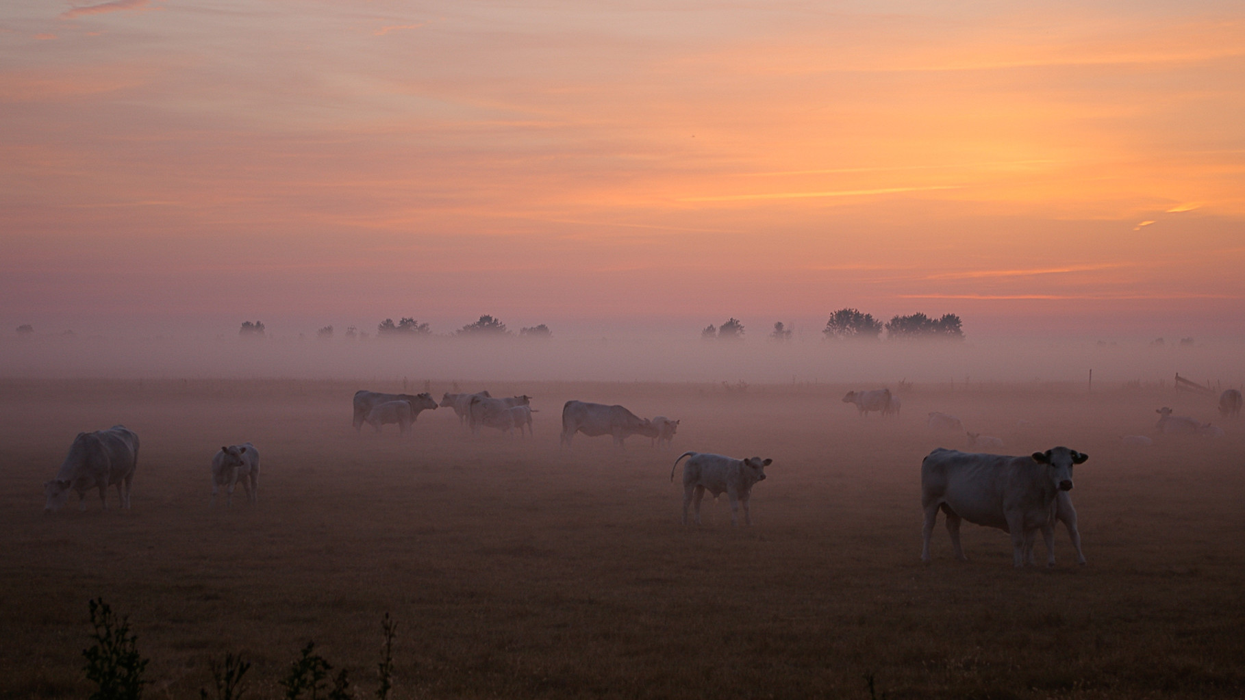 Marcel Fournier : Vendée:sunrise brume